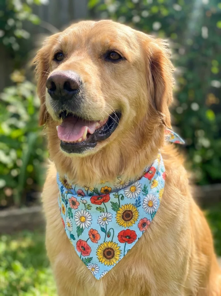 dog bandana sewing inspiration with summer floral print
