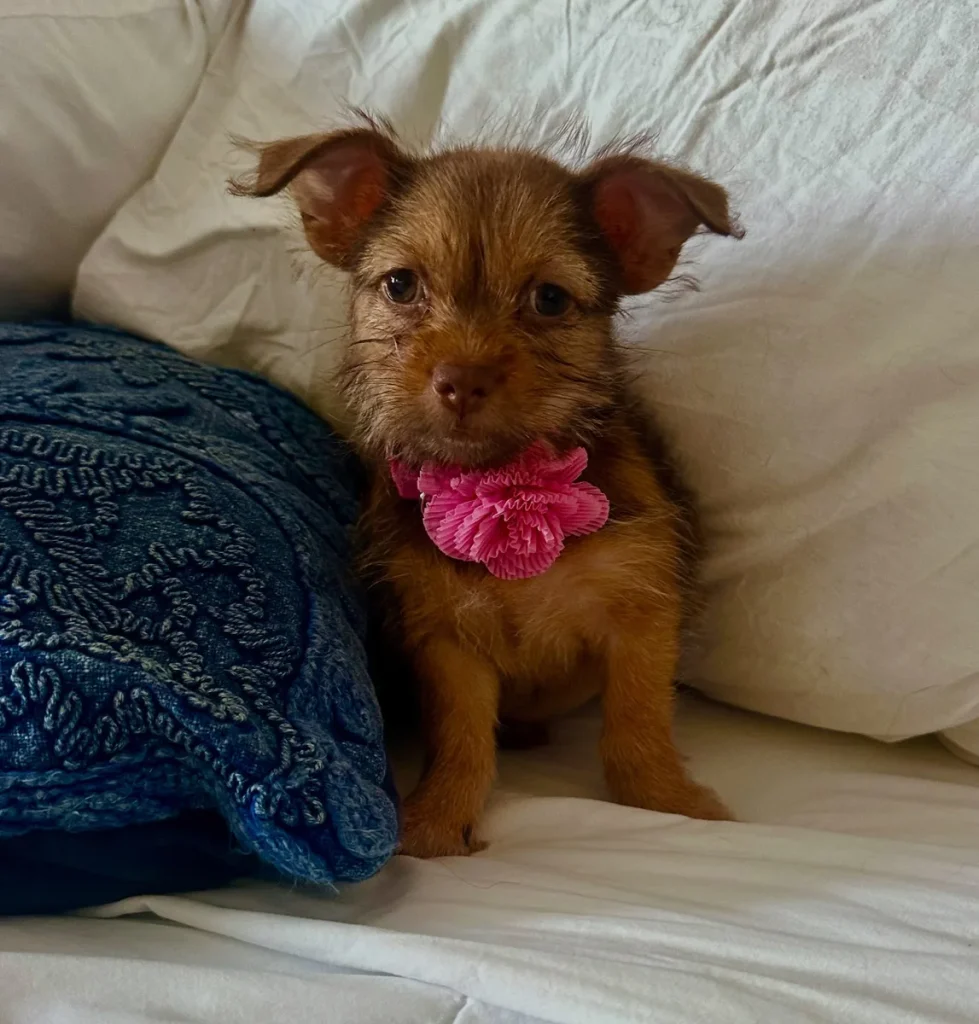 Puppy wearing a pink tissue paper flower collar