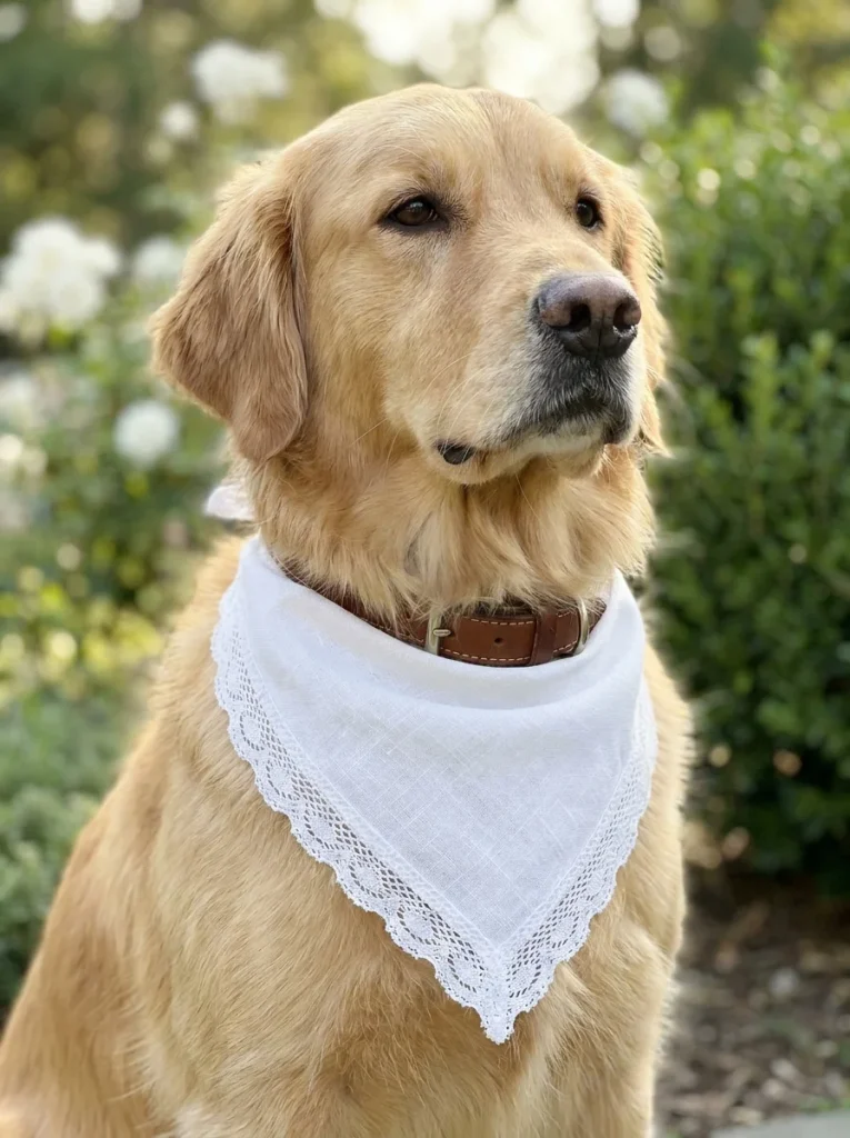 Over the Collar Dog Bandana Sewing Inspirations wedding style