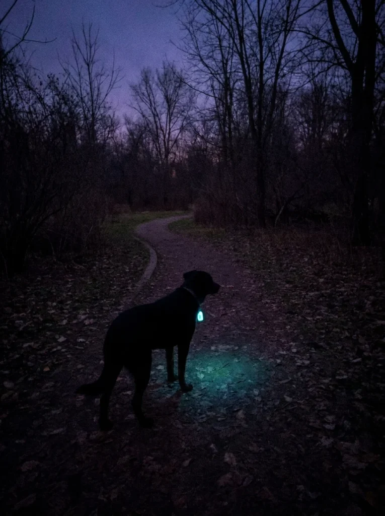 Dog silhouette with glowing tag at dusk