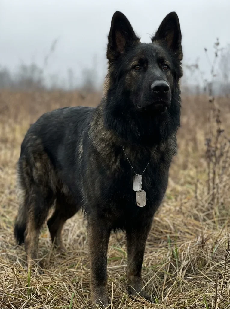 Large breed dog wearing military style tag outdoors