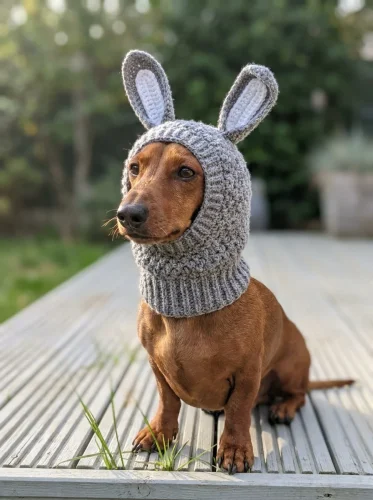 Dachshund wearing a heather grey crochet bunny snood with tall ears on garden decking